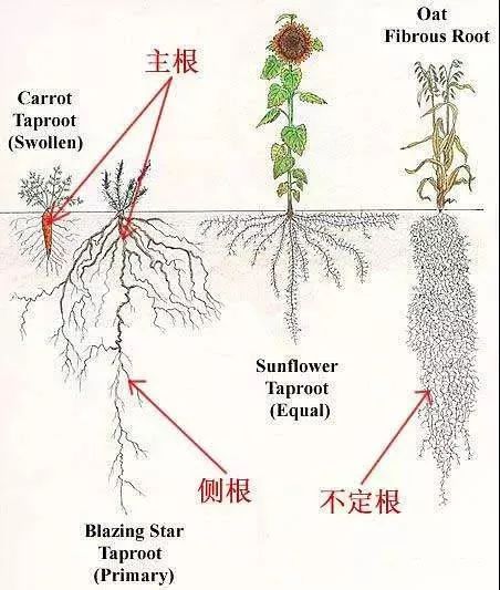 园林人一定要知道的植物根部知识